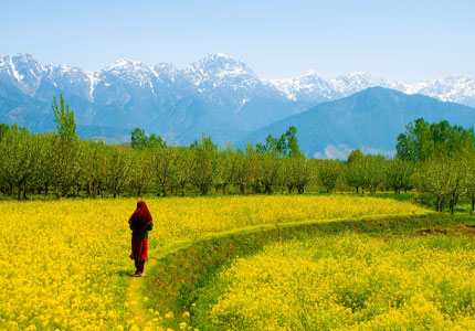 Amritsar to Kashmir Scenic Tour